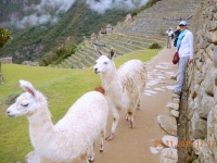 Machu Picchu etwas andere Besucher