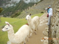 2015 11 08 Machu Picchu etwas andere Besucher