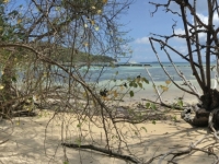 2016 11 02 Schildkröteninsel Curieuse Spaziergang durch Mangrovenwälder