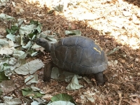 Kleine Schildkröte