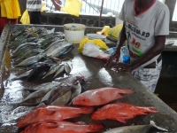 2016 10 28 Markt mit frischen Fischen
