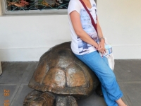 Erste Schildkröte auf den Seychellen