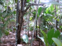 Seychellen Naturpark Mai Tal Deckblatt