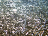 Unterwasserfoto beim Schnorcheln 1