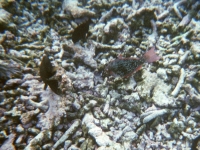 Unterwasserfoto beim Schnorcheln 2