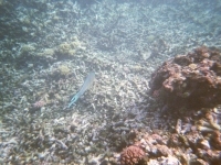 Unterwasserfoto beim Schnorcheln 3