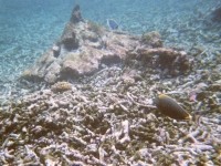Unterwasserfoto beim Schnorcheln 6