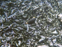 Unterwasserfoto beim Schnorcheln