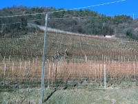 Weingärten am Ritten in St Magdalena
