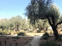 2016 11 21 Jerusalem Garten Gethsemane Olivenbäume