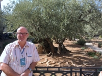 2016 11 21 Jerusalem Garten Gethsemane mit alten Olivenbäumen