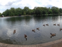 2016 06 15 London - See des Hyde Park