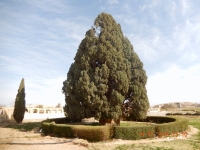Abarku ältester lebender Zypressenbaum der Welt