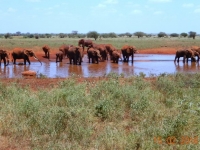 Mittagspause bei einem Wasserloch_plötzlich waren 20 Elefanten da