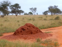 Riesiger Termitenhügel