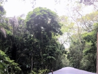2017 03 25 Costa Rica Zugfahrt durch Dschungel