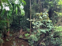 2017 03 25 Costa Rica Zugfahrt durch den Dschungel