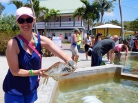 2017 03 27 Grand Cayman Schildkrötenfarm mit Aufzucht