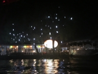 Tausende Glühwürmchen sind zu sehen
