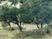 Korkrindenbaum