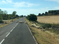 Schafe haben Vorrang