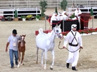 2018 04 08 Doha Pferdevorführung