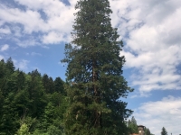 58 m hoch damit höchster Mammutbaum Österreichs