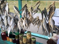 2018 06 27 Getrocknete Fische auf dem Rückweg