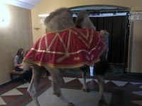Kamel zum Fotografieren