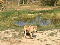2018 09 01 Safari Wolf