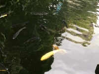 Teich mit Kofischen