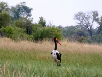 2018 10 26 Okawango Delta oranger Schnabelvogel