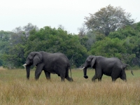 2018 10 26 Okawango Delta Elefanenpaar
