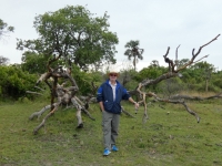 2018 10 26 Okawango Delta interessanter Baum