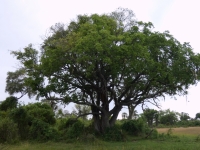 Interessanter Baum