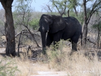 2018 10 27 Fotostopp wegen Elefant