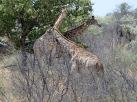 Wunderschöne Giraffen