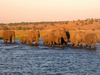 2018 10 28 Chobe Nationalpark Bootsfahrt Elefantenwanderung