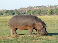 2018 10 28 Chobe Nationalpark Bootsfahrt mit Flusspferden als Rasenmäher