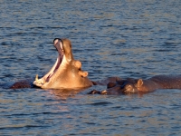 2018 10 28 Chobe Nationalpark Bootsfahrt mit Flusspferden
