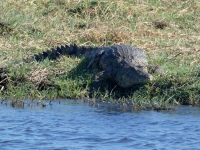 Krokodil geht ins Wasser