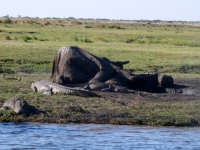 Toter Elefant mit Krokodil