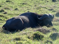 Wasserbüffel im Gras