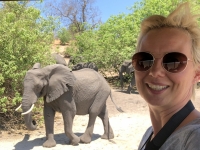 2018 10 28 Chobe Nationalpark Elefanten kommen aus dem Busch