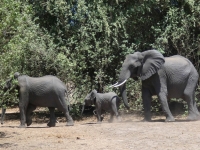 2018 10 28 Chobe Nationalpark  Elefanten marschieren bei uns vorbei