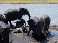 2018 10 28 Chobe Nationalpark  Elefanten suhlen sich im Dreck