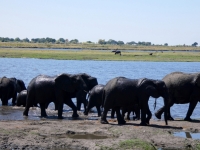 2018 10 28 Chobe Nationalpark_dann gehts wieder zurück ins Wasser