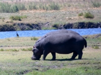 2018 10 28 Chobe Nationalpark mit Flusspferd