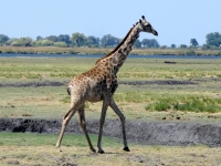 2018 10 28 Chobe Nationalpark mit Giraffe