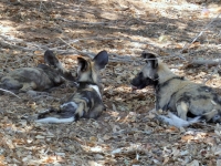 2018 10 28 Chobe Nationalpark mit Hyänen